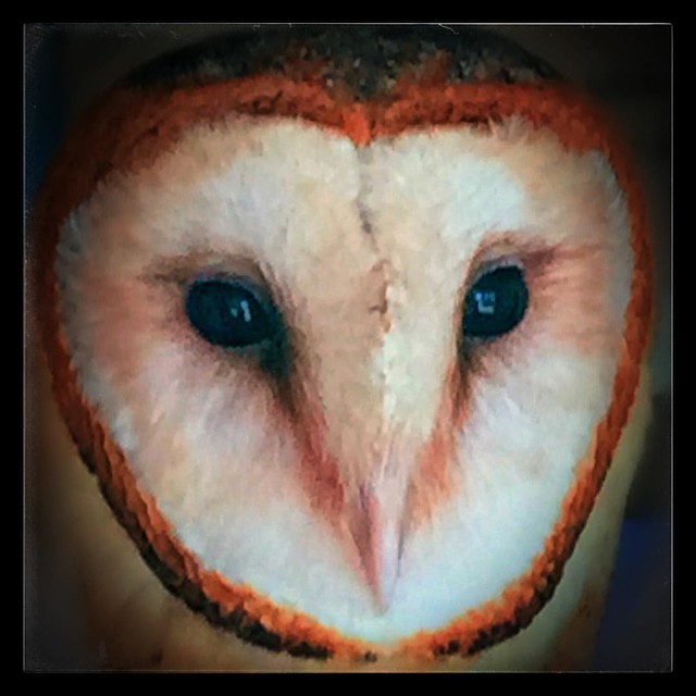 Barn Owl. #iphone6 #icolorama #icoloramas #owl#barnowl#nature#birdstagram #bird #birds #owlsofinstagram #owls #barnowls