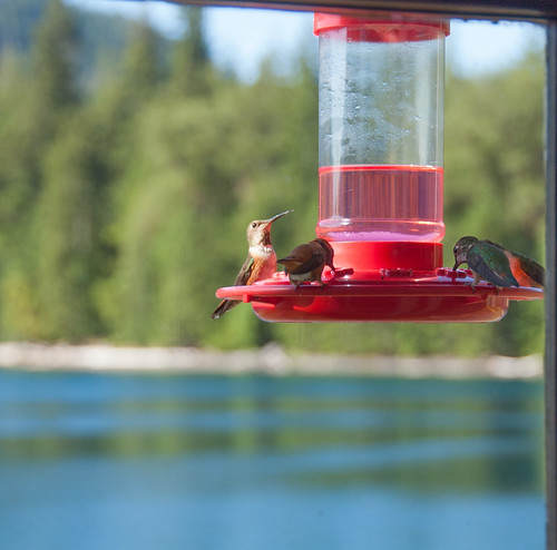 When hummingbirds attack! | by SEdmison