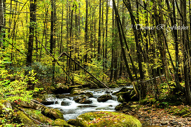 Fall Color Leatherwood Creek