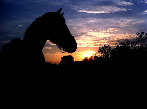 sunset horse silhouette farm lincolnshire legsby