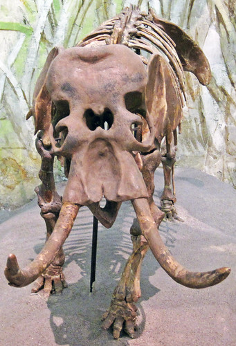 Mammuthus falconeri (dwarf mammoth) (Upper Pleistocene, ~1… | Flickr