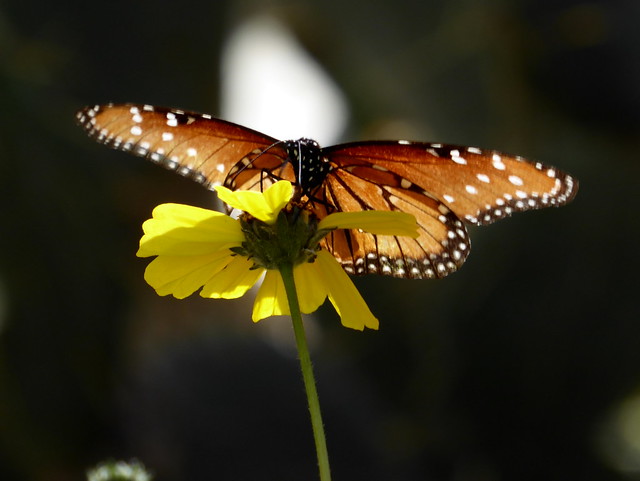 Arizona butterfly--Explored