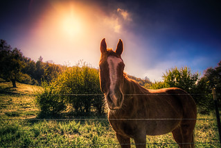 The Horse & The Sun
