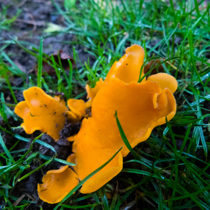 Orange peel fungus, West Park