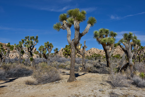 Not a Hänsel & Gretel Forest by Russmosis, Joshua Tree forest...california usa nature nationalpark day desert joshuatree clear vegetation lands