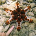 Seestern / Starfish