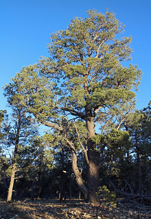 Pinyon Pines (Pinus edulis) in South Rim forest: Grand Canyon National Park 7981