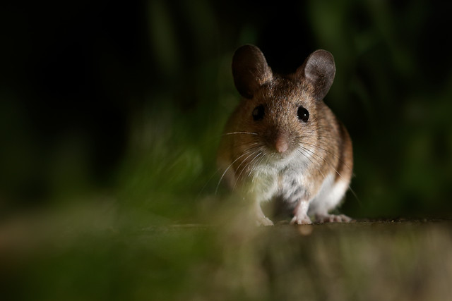 wood mouse 001