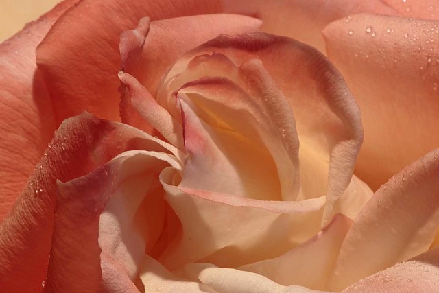 Rita Crane Photography: Celebration of Nature ~ Gemini Rose I