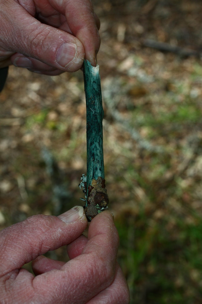 Twig stained by Chlorociboria aeruginascens 'Green Elfcups'