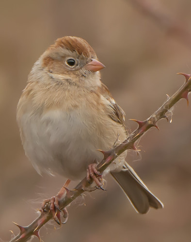 fieldsparrow sparrow spizellapusilla bonniecoatesott savagequad