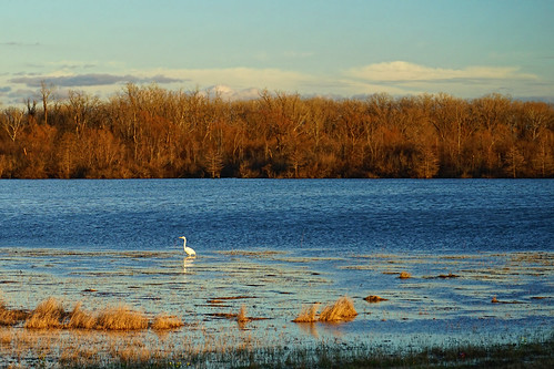 Egret by GMills31, Unfortunately I did not take my telephoto lens. I had to do a crop on this shot with my 28-70 lens.