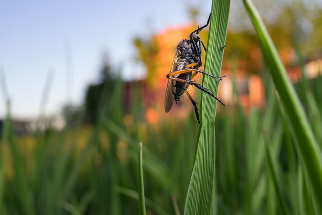 Dagger fly