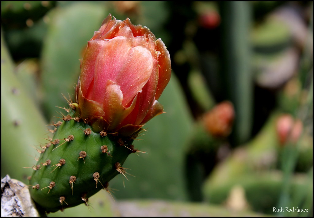 Flor del higo pico | Flor del higo pico en los valles de La … | Flickr