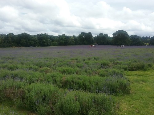 20160630_155526 Public footpath across Mayfield Farm lavender fields