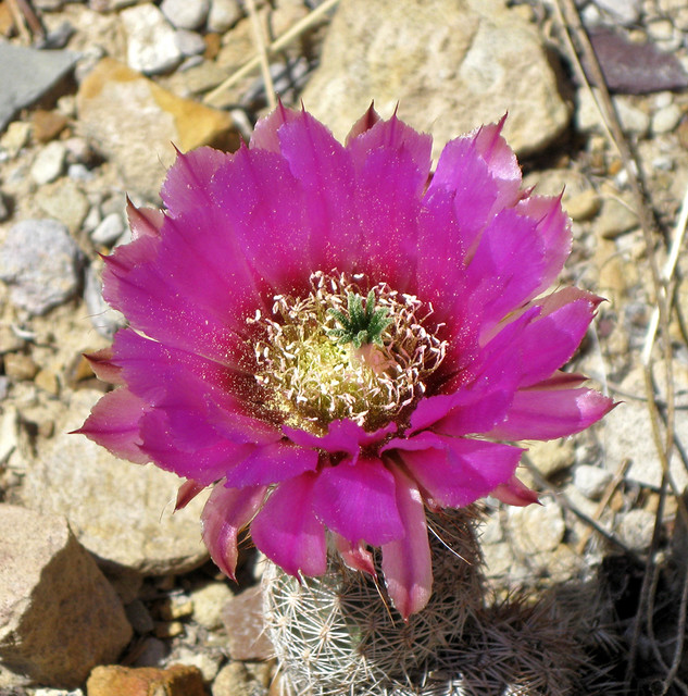 Beautiful desert flower.. | Blooming cactus, Picket Wire Can… | Flickr