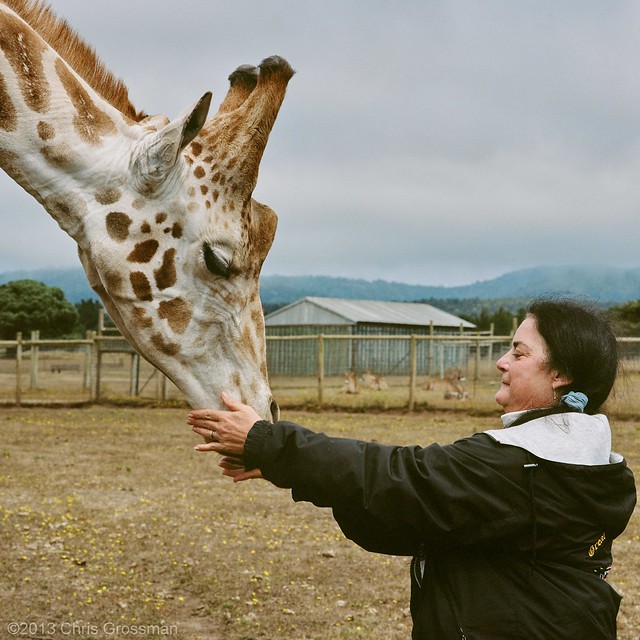 Kathryn Feeding Jagger the Rothschild's Giraffe (Giraffa camelopardalis rothschildi) - Mamiya 6 - 150mm F/4.5 - Portra 160