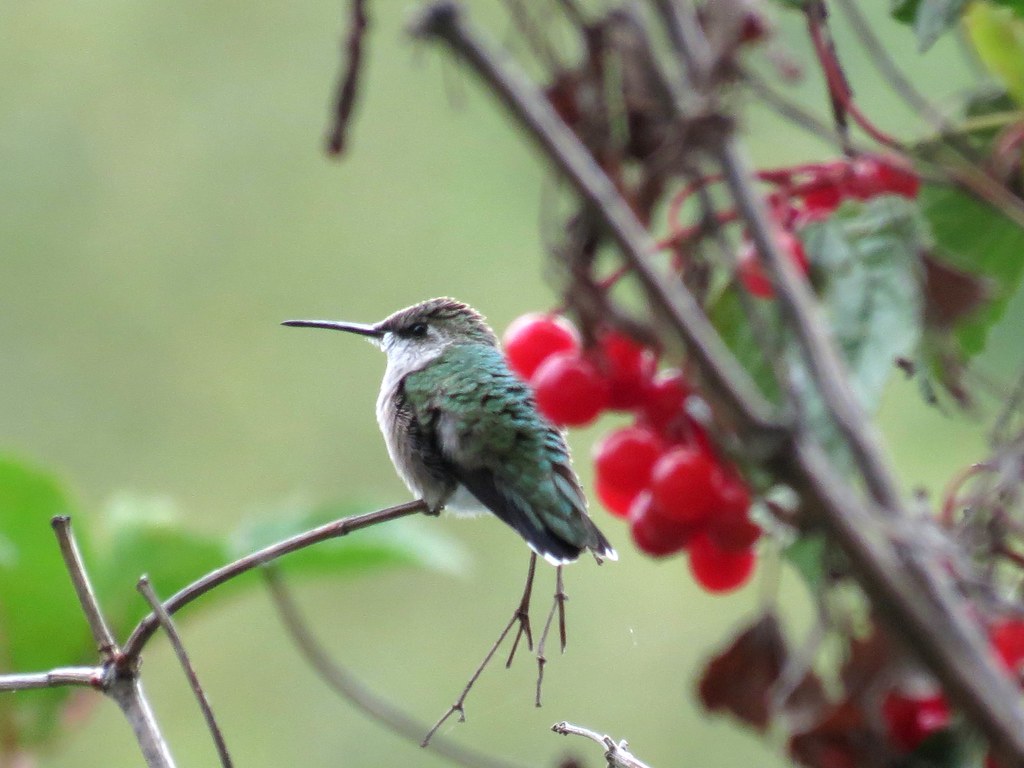 Rubis Hummingbird Colibri à gorge rubis Femelle - Ruby throated Hummingbird … | Flickr