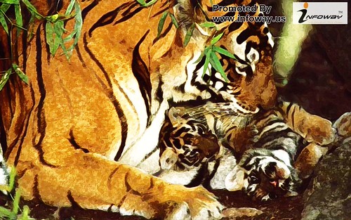 bengal tiger sita cub wallpaper | by Infoway LLC - Website Development Company
