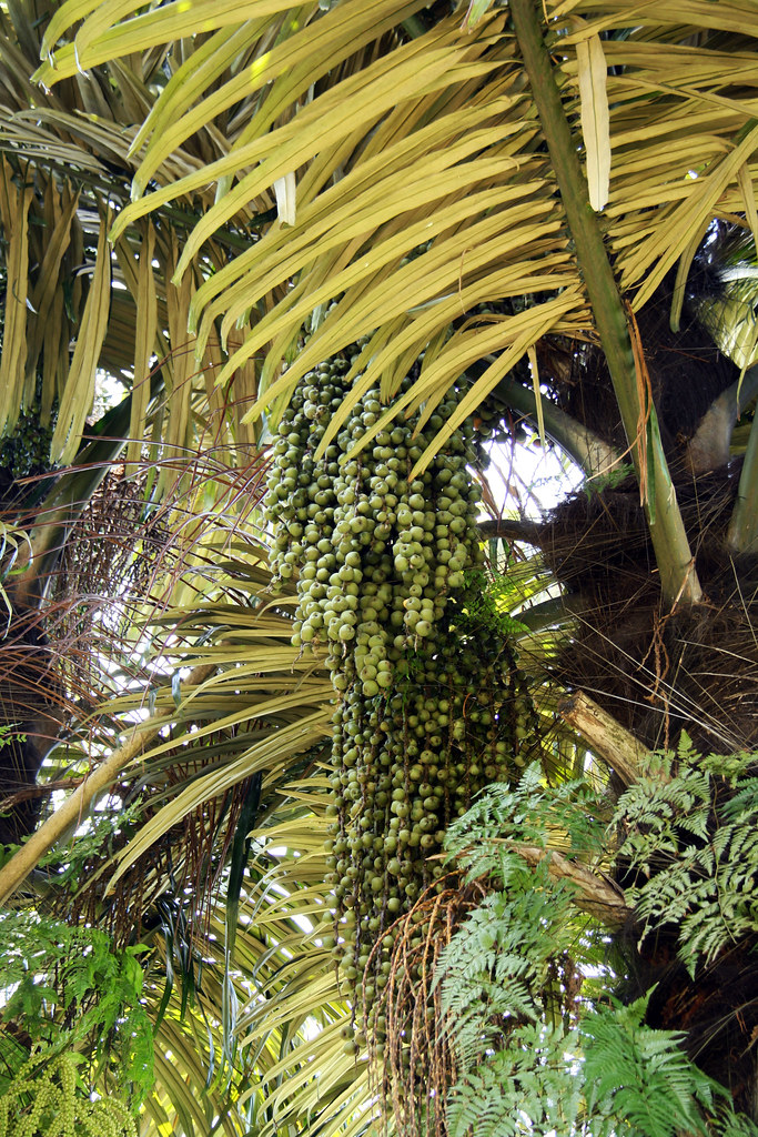 Arenga pinnata (Wurmb) Merr. | Putrajaya Botanical Gardens, … | Flickr