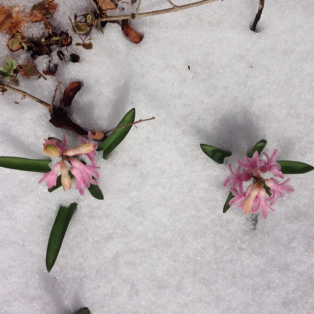 My Hyacinths are poking their heads out of the snow.
