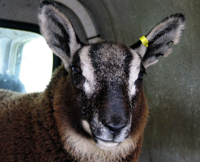 Islay's geep ... sheep x wild goat