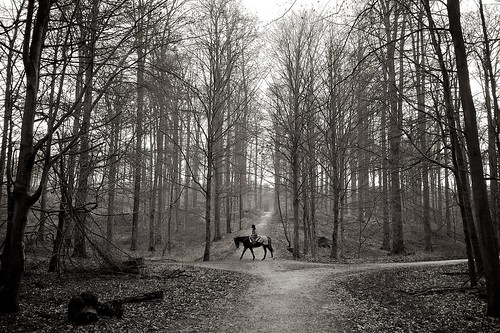 zoniënwoud forêt de soignes horse rider forest woods nikon d90 1024mm explored explore bw blackwhite