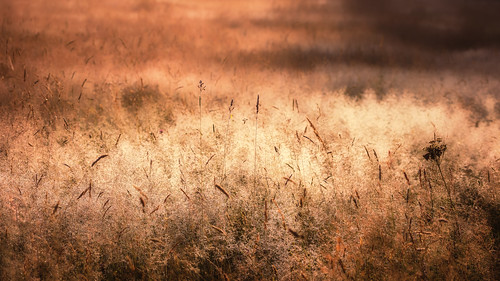 worcestershirewildlifetrust knappandpapermill alfrick meadow summer sunrise light sun field outdoor grass
