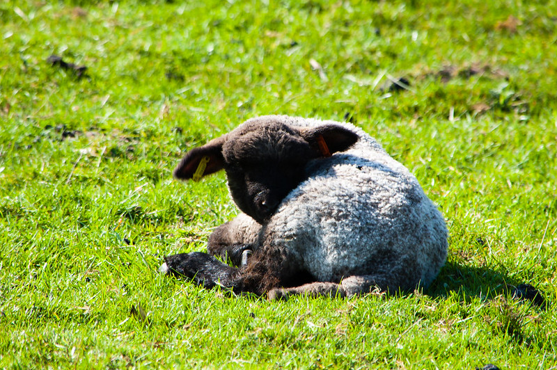 Lamb, Northycote Farm