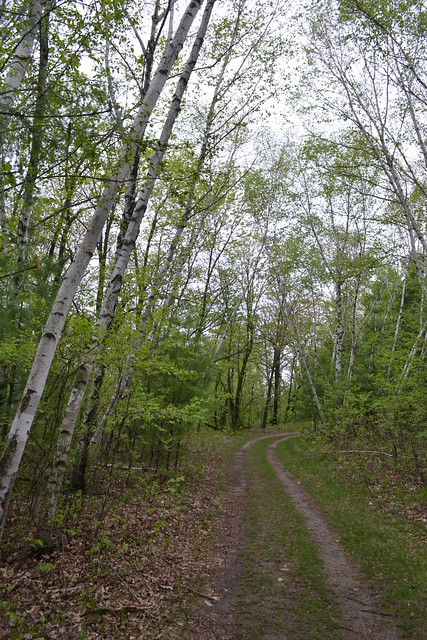 White birch grove - Willow River State Park, WI