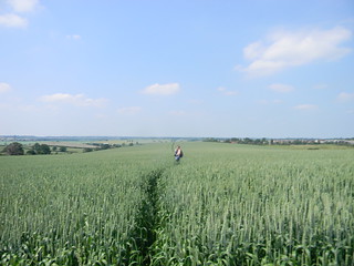 A wheat field South Woodham Ferrers to North Fambridge