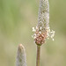 Flickr photo 'Plantago lanceolata  OSP410-D029' by: Sarah Gregg Lynkos.