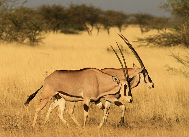 Beisa oryx Oryx beisa