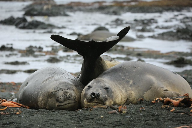 Beach Babes! Elephant Seals World Heritage Site Subantarctic Macquarie Island Australia