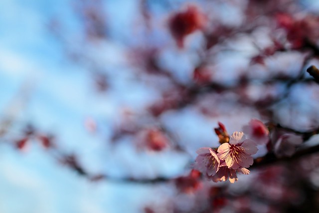暖陽初綻 ~ 平菁街，寒櫻 SAKURA Cherry blossom under the light of sunrise ~