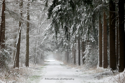 trees winter snow overijssel ommen junne vechtdal overijsselsvechtdal vechtdaloverijssel ommenhardenberg