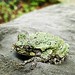 Why #goodmorning little gray #treefrog (Hyla versicolor) #nature  cc @xlding