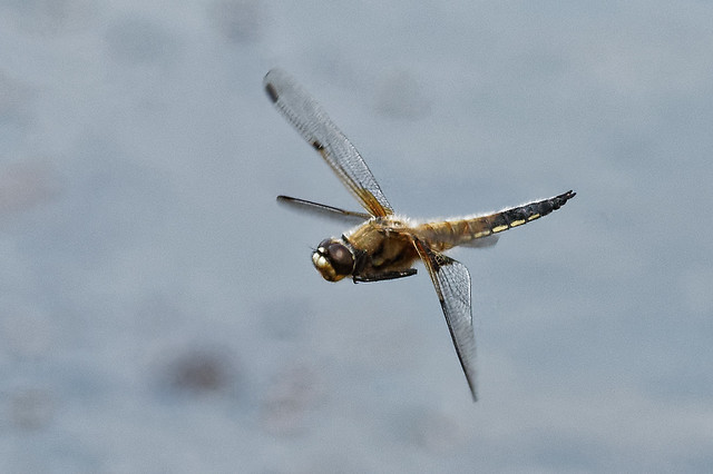 Four Spotted Chaser (Male) - Lbellula quadrismaculata