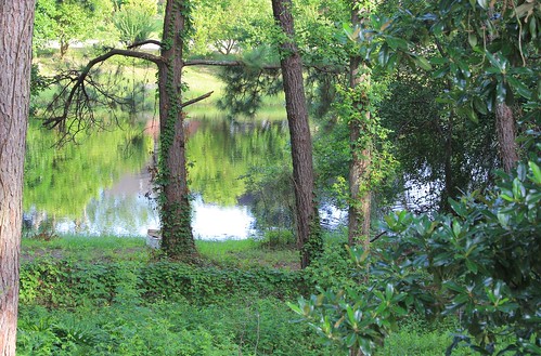trees lake green water pond scenery florida swamp