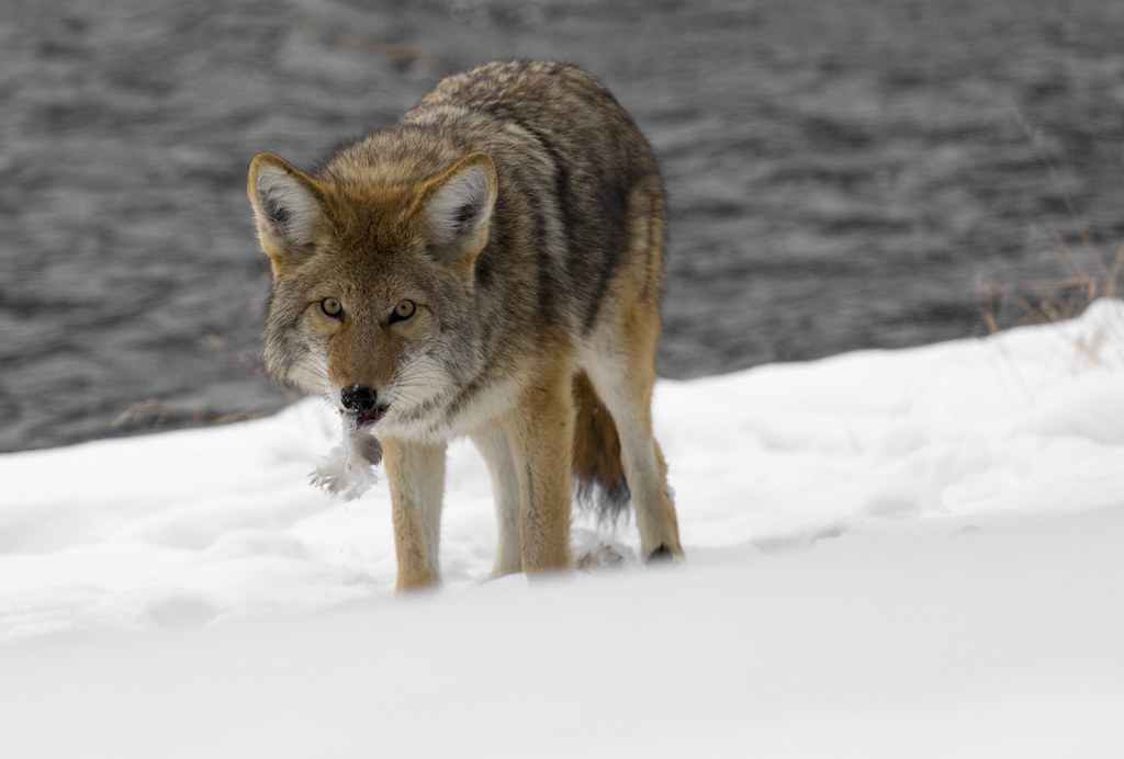 Coyote Facts: 100 fun facts about coyotes pictures and facts that you may not know