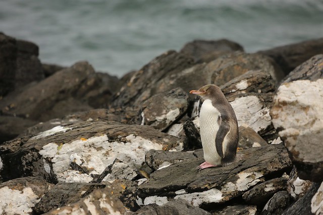Critically Endangered Yellow-Eyed Penguin Standing on Mossy Coastal Rocks Enderby Island Subantarctic Auckland Islands New Zealand