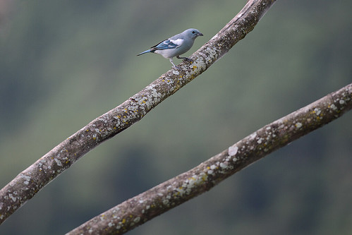 blue gray songbird tanager tangara azulada taxonomy:binomial=thraupisepiscopus