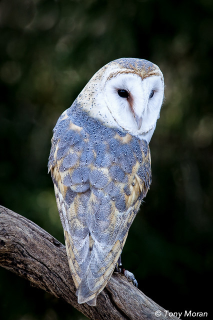 Barn Owl looking over shoulder