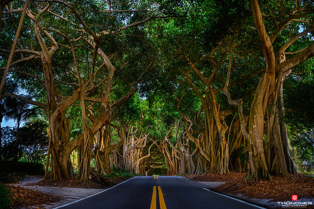 Florida Life: Beneath A Canopy Of Trees