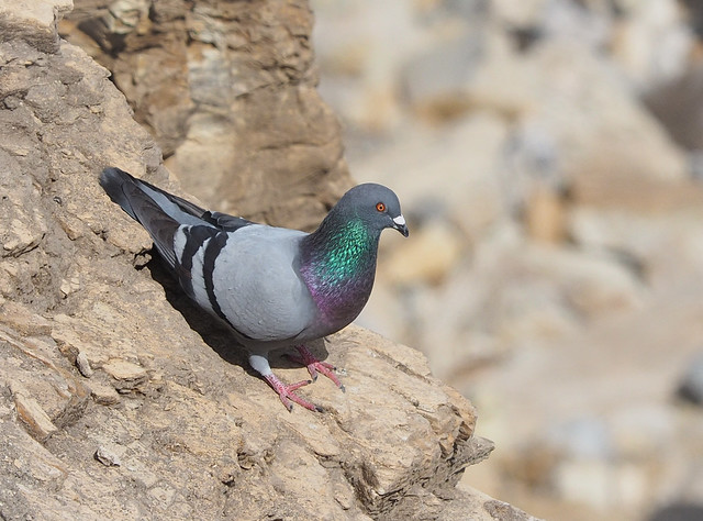 Pigeon in Her Natural Habitat