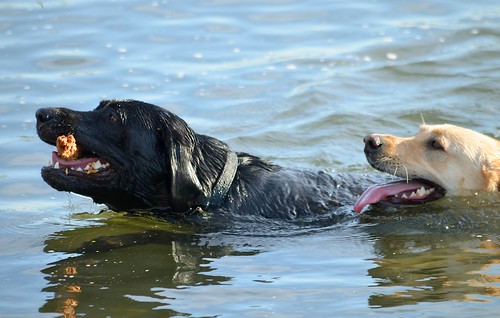 Black Labrador and Golden Labrador Swimming | by sonstroem