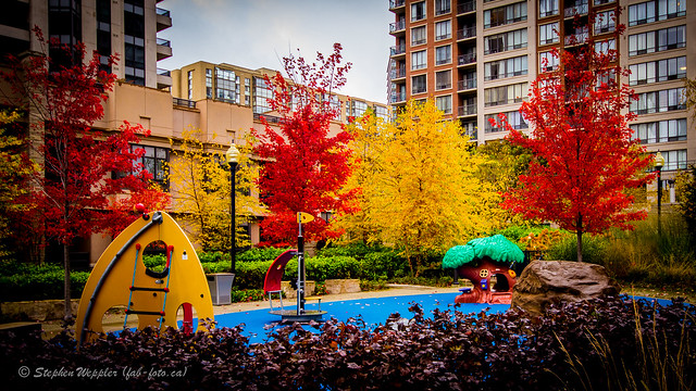 Toronto Fall Colors, Nov 2, 2013-2