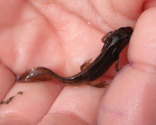 Lissotriton vulgaris (Smooth newt / Kleine watersalamander)