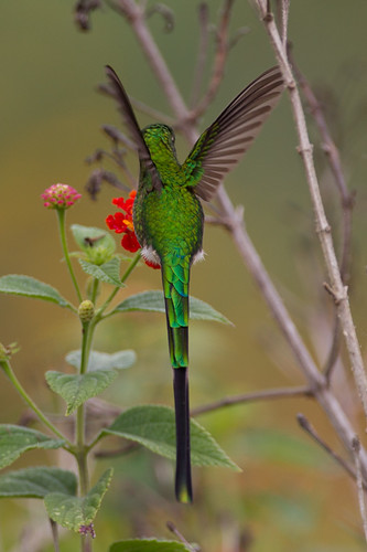peru birds trochilidae greentailedtrainbearer lesbianuna pomacochas amazonasregion 080hummingbirds plumashotel