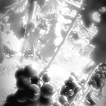 [15.09.13] 狩。 Black And White Cool Japan Japan Enjoying Life Monochrome Japanese  Grape 葡萄 ぶどう Black & White People Food Nature